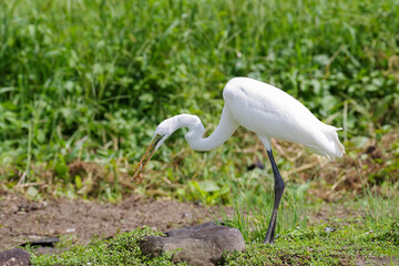 耕作放棄地で獲物を狙う白鷺