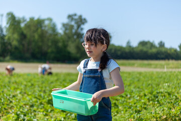 Little girl picking strawberries in a strawberry field on a sunny summer day