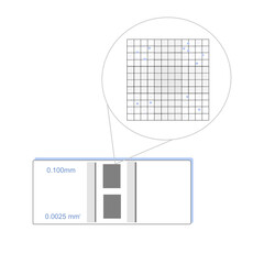 The picture shows the target cells on grid line of hemocytometer or the counting chamber for cell counting under microscope in science research.
