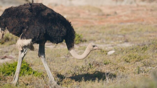 Close up of ostrich walking in brown grass at cape point national park