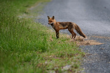 Sly Fox on the Prowl