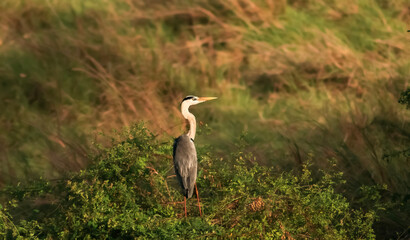 sunset bird wall paper nature