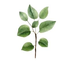 cute plant leaves watercolor illustrations