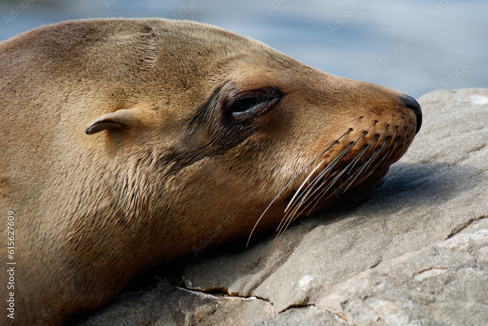 Sticker sea lion resting on a rock