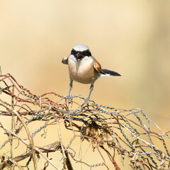 Lanius collurio posing on the fence,front view.
