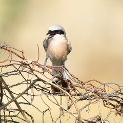 Lanius collurio posing on the fence at daylight.