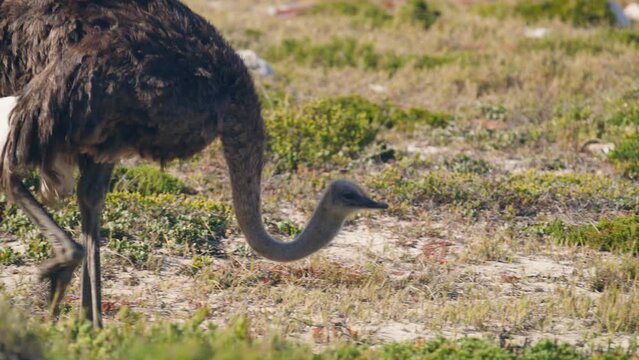 Close up uf head of ostrich walkin in sand and brown grass at cape point national park