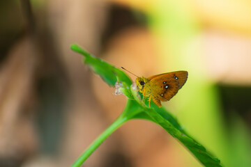 butterfly blower nature wall paper