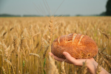 Close-up female hand holding fresh baked on wheat field background. Loaf of bread on farmer's palm. Grain harvest and export, agriculture concept. Copy space.