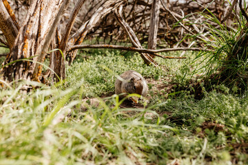 Gopher sits and looks out of his hole among the green grass. Wild animal in wildlife close-up. Baby gopher eats grass