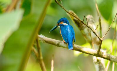 kingfisher bird nature wall paper