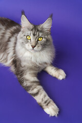 Fototapeta na wymiar Maine Coon Cat with yellow eyes lying down on blue background and looking at camera. Part of series. High angle view of cropped shot photos kitty 1 year old black silver classic tabby and white color