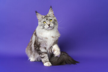 Fototapeta na wymiar Portrait of Maine Shag Cat with yellow eyes sitting with one paw raised, looking at camera on blue background. Part of series photos of kitten one year old black silver classic tabby and white color