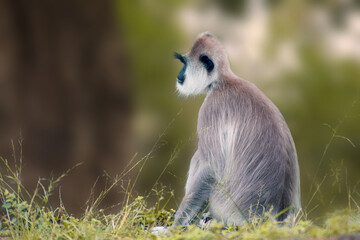 monkey nature wall paper animal