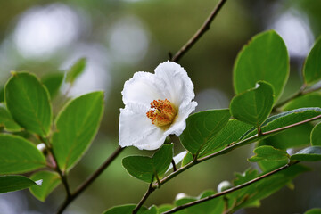 Fototapeta premium ナツツバキ（沙羅双樹の花）Japanese stewartia