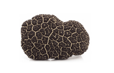 Tuber melanosporum, black truffle isolated on the white background