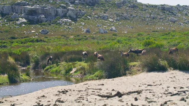 Herd of bontebok antelopes with stream in grass with bach and mountain in background at cape point national park