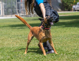 A Belgian Malinois going through training