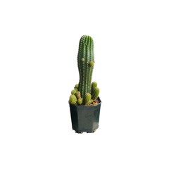 Take a close-up photo of a cactus.