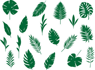 Set of tropical leaves.Collection of exotic palm leaves.Monstera leaf and banana leaves.Botanical plant collection.Leaf icon set.Jungle plant.