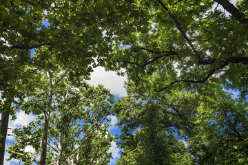 A tree with green leaves and a blue cloudy sky. Green forest view from below. A tree with green leaves and sunlight. Looking up. Trunks and branches with green foliage.