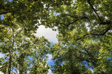A tree with green leaves and a blue cloudy sky. Green forest view from below. A tree with green leaves and sunlight. Trunks and branches with green foliage. Looking up. 