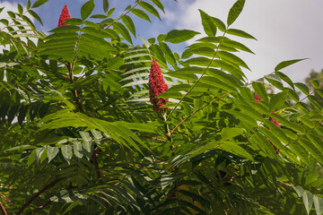 Horned sumac, or fluffy sumac, vinegar tree (lit. Rhus typhina ). Green leaves and red inflorescences of deer sumac seeds (Latin Rhus typhina). Horned sumac (Rhus typhina) in the park.