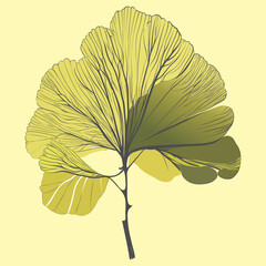 Isolated branch of ginkgo biloba leaves on the yellowish background
