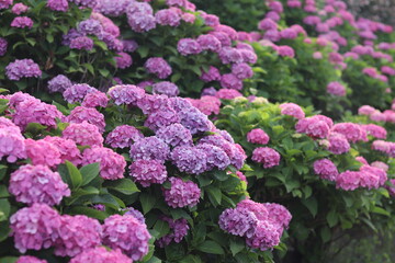 Obraz premium 紫陽花