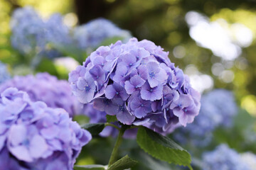Fototapeta premium 紫陽花