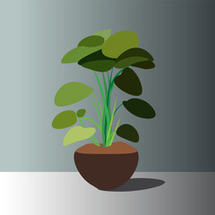 Heart shape leaves and pot