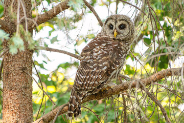 A barred owl is sitting on a tree branch in summer time