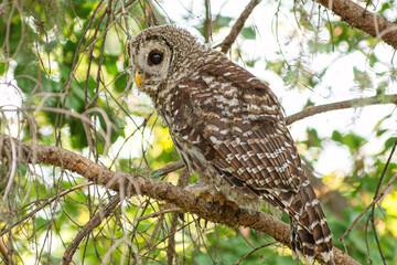 A barred owl is sitting on a tree branch in summer time