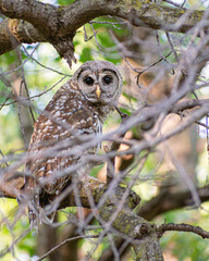 A barred owl is sitting on a tree branch in summer time