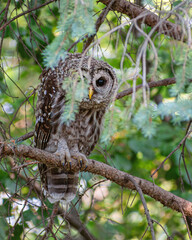 A barred owl is sitting on a tree branch in summer time