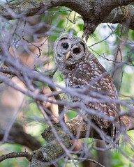 A barred owl is sitting on a tree branch in summer time