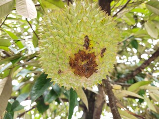 Symptom of aril tip burn in ripe durian because of deficiency nutrient.