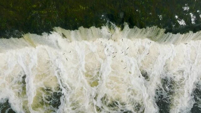 Aerial establishing view of Vimba fish (Vimba Vimba) jumping over the widest waterfall in Europe, Venta river waterfall (Ventas rumba), Kuldiga, sunny spring day, ascending birdseye drone shot