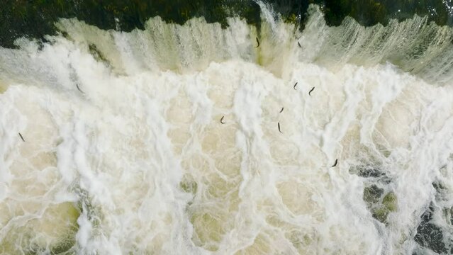 Aerial establishing view of Vimba fish (Vimba Vimba) jumping over the widest waterfall in Europe, Venta river waterfall (Ventas rumba), Kuldiga, sunny spring day, medium slow motion drone shot