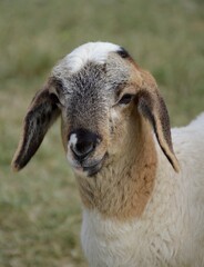 a closeup shot of a cute sheep in a field