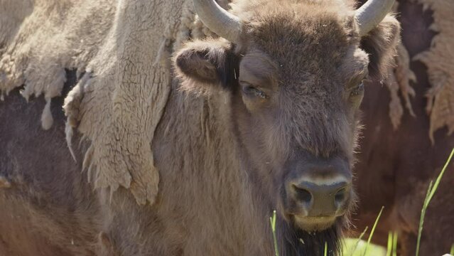 Closeup on relaxed European bison basking in sun, shedding its shaggy winter fur