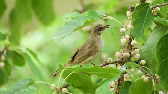 Streak-eared Bulbul Feeding on Sea Fig Tree Branch (Pycnonotus Conradi)