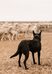 sheep dog on the farm