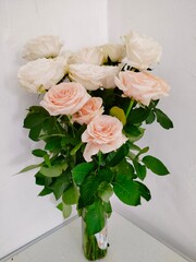 Photo of white and pink roses on a white background