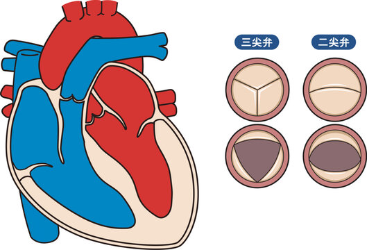 三尖弁 Images – Browse 150 Stock Photos, Vectors, and Video