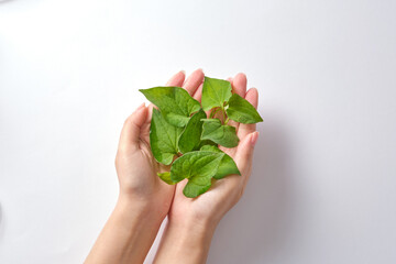 On a white background, fresh fish mint leaves are being held in a woman's palms. Scene for...