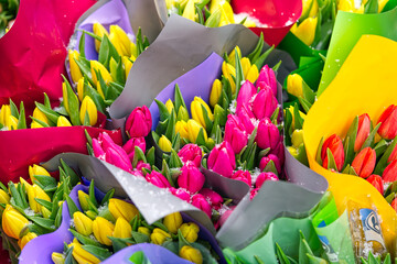Tulip, tulips bouquet. Present for March 8, International Women's Day. Holiday decor with flowers....