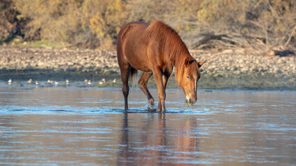 Bay wild horse stallion grazing on water grass in the Salt River in Arizona United States