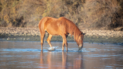 Bright bay wild horse stallion grazing on water grass during morning golden hour in the Salt River in Arizona United States