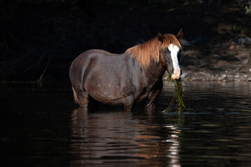 Dark liver chestnut bay wild horse stallion reflecting in the Salt River while feeding on eel grass - Arizona United States